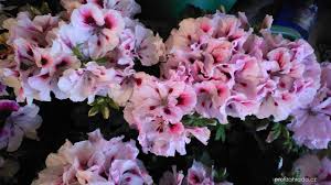 Image result for foto moud Forsterův