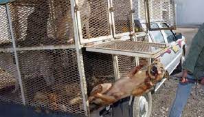 Check spelling or type a new query. Chiens Et Chats Errants Tues En Masse Par Les Autorites En Algerie Des Scenes Monstrueuses Vava Innova