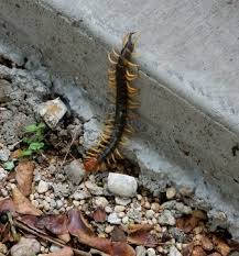 Maybe you would like to learn more about one of these? Giant Texas Centipede Red Headed Centipede Giant Redheaded Centipede Scolopendra Heros Scolopendra Heros Bugguide Net