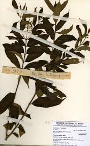 Image result for Pleioceras