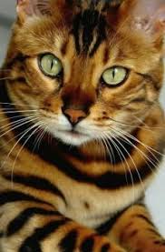koty bengalskaya koshka sumasshedshie koshki ocharovatelnye kotyata