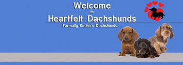 Sort by stunning dachshund puppies for sale. Heartfelt Dachshunds Home Facebook
