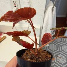 Image result for Begonia scutifolia