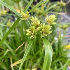 Image result for Eragrostis congesta