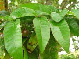 Image result for Streblus