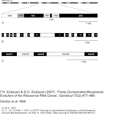Image result for Synandrodaphne paradoxa