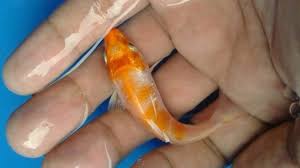 At artranked.com find thousands of paintings categorized into thousands of categories. How To Not Kill Baby Koi