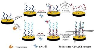 20 best free youtube to mp3 converter & downloader apps 2021. Advances In The Detection Of Telomerase Activity Using Isothermal Amplification Abstract Europe Pmc