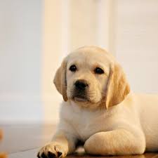 Golden retriever puppies are adorable and if you are buying one of your own, sometimes making a choice can be difficult. Cute Lab Puppy Via Piperthelabrador On Instagram Cute Lab Puppies Labrador Retriever Labrador Retriever Dog