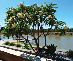 About Southern Habitat Wholesale Plant Tree Nursery