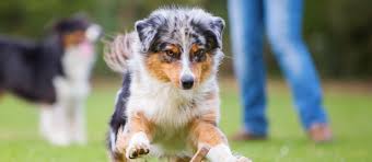 We strive for excellence in breeding & raising these precious little pups. Toy Australian Shepherd Puppies For Sale Greenfield Puppies
