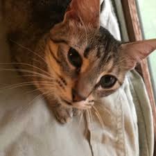 We hope to ensure that no bengal cat. His Eye Is On The Sparrow Heiotsrescue Twitter