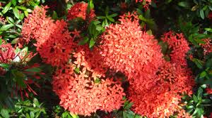 Image result for Ixora seretii