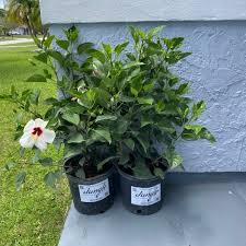 Image result for Hibiscus fuscus