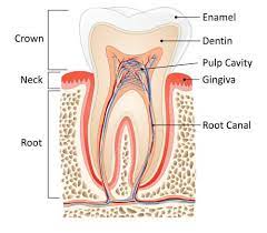 Is It Okay To Smoke After Tooth Extraction All Needs Dental