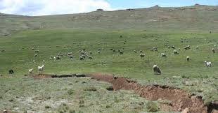 Image result for Limosella maior