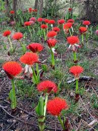 Image result for Scadoxus puniceus