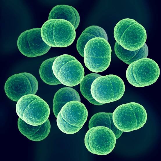 Bacteria producing odour