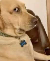 side eye dog meme