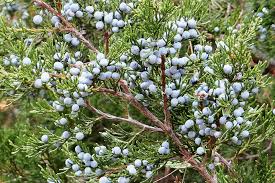 This tough evergreen blocks cold winter winds and provides shade in the summer. 10 Native Plants That Thrive In Ohio