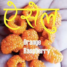 तो दोस्तों आपने यहाँ 50 fruits name in sanskrit with hindi meaning जाना। वैसे तो इतने नाम पर्याप्त हैं पर अगर आपको और भी किसी fruit का नाम sanskrit में जानना. Fruits Nepali To English Translation Nepali Class