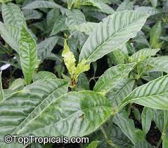 Image result for Psychotria ceratoloba