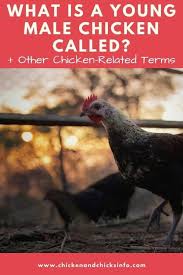 What Is A Young Male Chicken Called Other Chook Terms Chicken Chicks Info