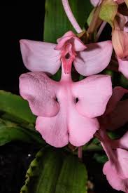 Image result for Habenaria myodes