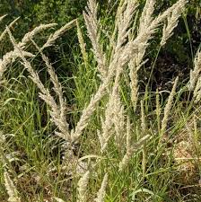 Image result for Enneapogon cenchroides