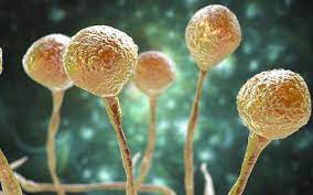 Maladie cryptogamique due à un champignon appelé rhizoctonia solani qui se développe dans des conditions froides et humides, en début de végétation. Breve Premiers Cas De Champignon Noir Lies A La Covid En Dehors De L Inde