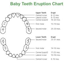 Teeth March 2017 Babycenter Australia