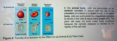 When kept in hypotonic solution the rbcs burst easily because they are animal cells and do not possess cell wall, while the onion peel. Experiment 4 Tonicity Animal Cells Solutions Of Chegg Com