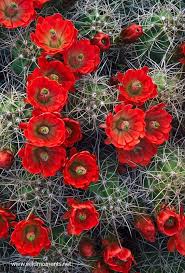 It is a very short and easy hike but it's definitely worth a visit to see these unique desert plants. Claret Cup Cactus Joshua Tree National Park California Photo By Michael Greene In 2020 Desert Flowers Cactus Flower Blooming Cactus
