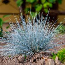 Image result for Festuca