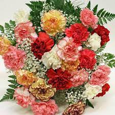 200pcs Carnation Flower Seeds Indoor Rare Seeds Rich Aroma Bonsai Flowers Seed Cute And Beautiful Plants Carnation Flower Flower Seeds Carnation Plants