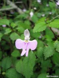 Image result for Impatiens hochstetteri