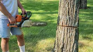 Never Do This When Cutting Down A Tree | Angi