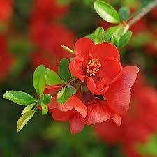 Quince like half day to full sun and grows well in most soils. Amazon Com 20 Red Flowering Dwarf Quince Shrub Fruit Chaenomeles Japonica Scarlet Seeds Garden Outdoor