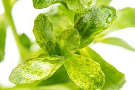 Image result for Bacopa