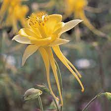 Dwarf Golden Spur Columbine Aquilegia Chrysantha V Chaplinei Little Treasure High Country Gardens