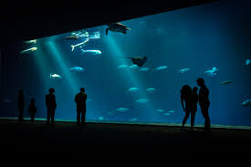 The monterey bay aquarium showcases more than 35,000 animals and plants across 550 species. Monterey Bay Aquarium