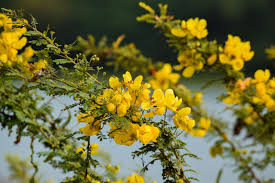 Image result for Senna floribunda