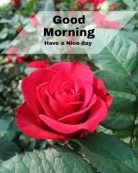 So, download plenty of good morning wallpaper of your choice and that too in hd quality. 103 Good Morrning Flowers Images Photos Free Download