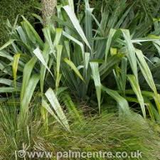 Although astelia chathamica 'silver spear' tolerates quite windy conditions, the leaves hold their shape better when conditions are not too exposed. Astelia Chathamica Silver Spear The Palm Centre