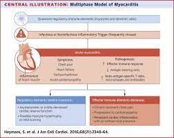 Myocarditis is when the walls of the heart become inflammed or swollen. The Quest For New Approaches In Myocarditis And Inflammatory Cardiomyopathy Sciencedirect