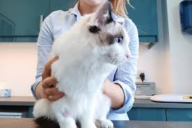 Ireland does honor the 3 year rabies vaccination for dogs, cats and ferrets; Prices Dublin Bay Vets