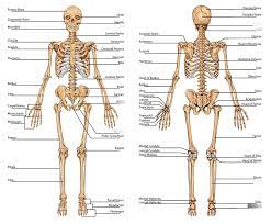 The relative quantity of these two kinds of tissue varies in different bones. Skeletal Major Bones Of The Human Body 5 Diagram Quizlet
