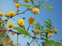 Image result for Acacia farnesiana