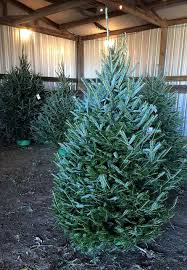 Maybe you would like to learn more about one of these? Christmas Tree Farms Near Me 30 Best Christmas Tree Farms In America
