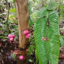 Image result for Syzygium